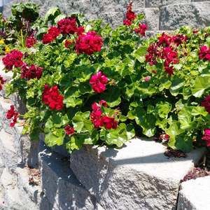 Meet your Posher, Carmen